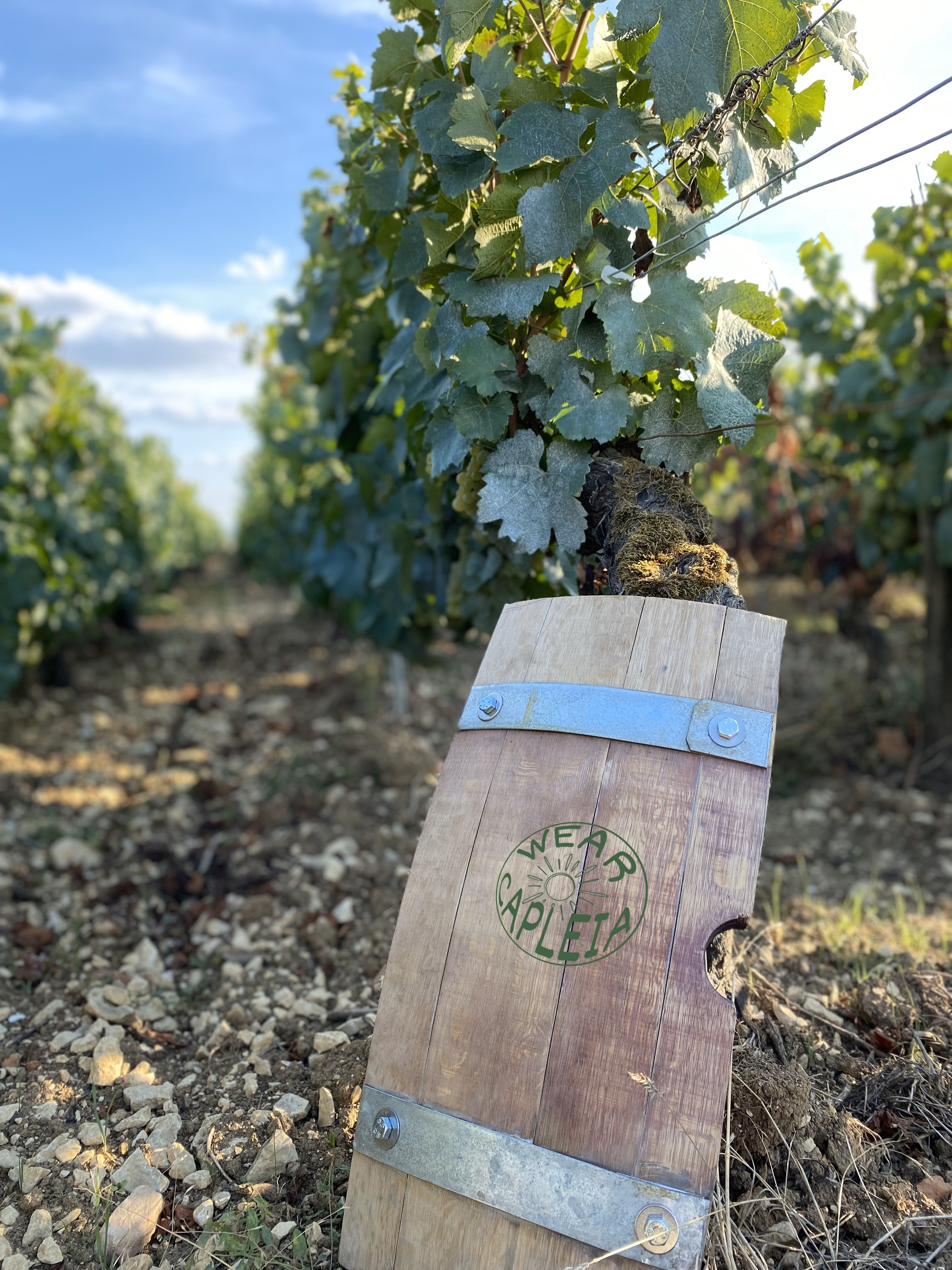 Tonneau Wear Capleia dans les vignes